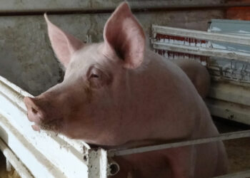 Ввоз мясной продукции из Казахстана запрещен