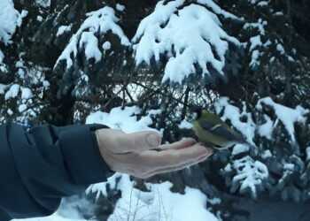 Жителей Сосновского района ожидают Крещенские оттепели