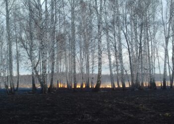 Лесных пожаров стало больше вдвое