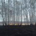 Лесных пожаров стало больше вдвое
