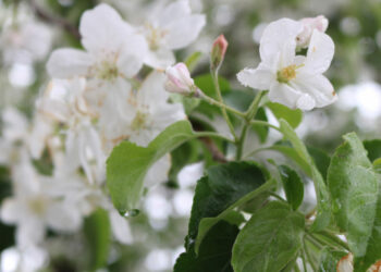 В первый день лета  ожидается  солнечная погода