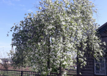 Над Сосновским районом может прогреметь первая майская гроза