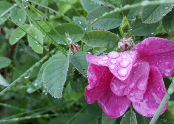 К жителям Сосновского района заглянет лето