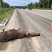 В Сосновском районе лось выскочил под колеса иномарки