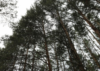 Часть лесов Сосновского района может стать «зеленым поясом» мегаполиса