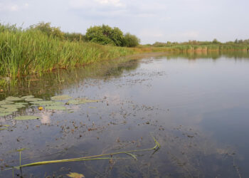 В Сосновском районе проявляются первые признаки засухи