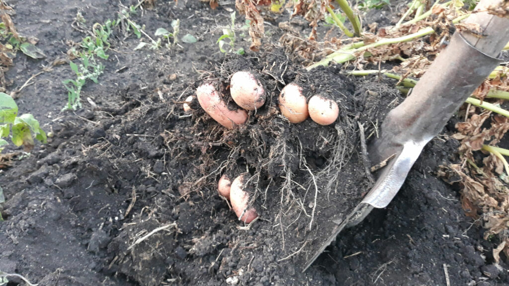 Жители Сосновского района приступают к сбору урожая картофеля
