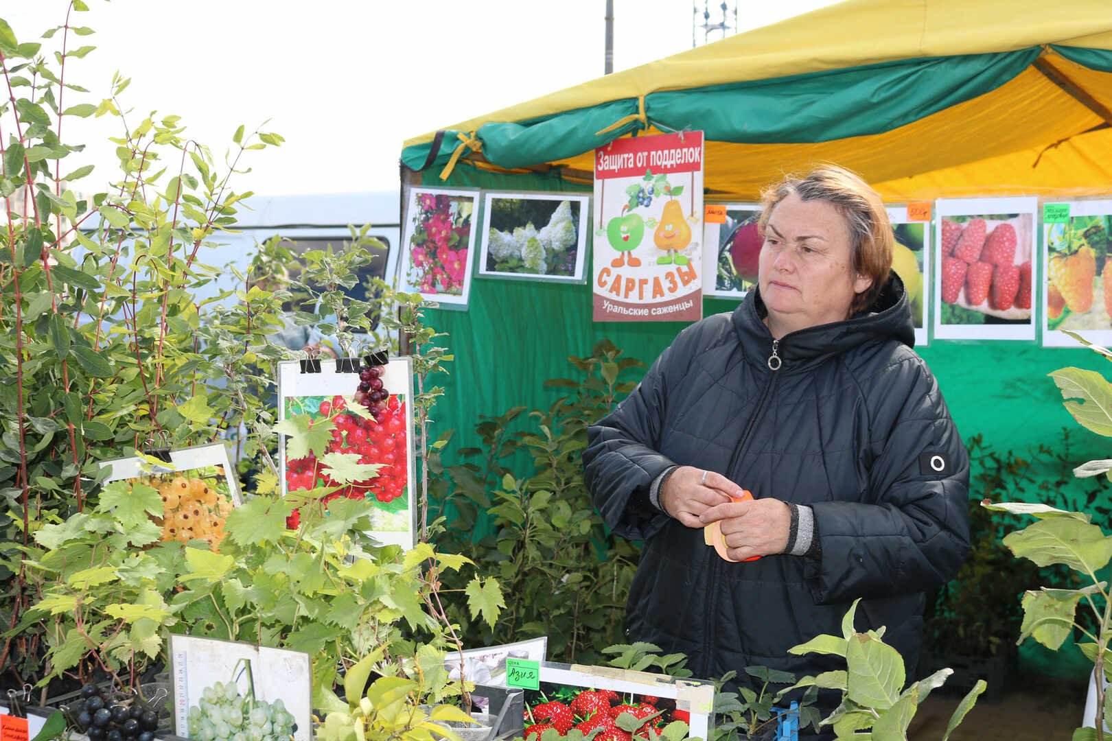 Купить Саженец Чая Черного