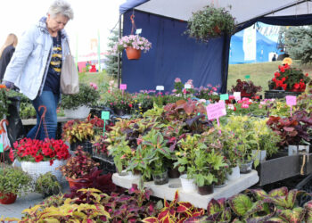 Что предлагают садоводы из Сосновского района огородникам и дачникам?