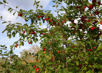 В Сосновском районе продолжается бабье лето