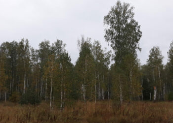 В Сосновском районе будет дождливо и прохладно