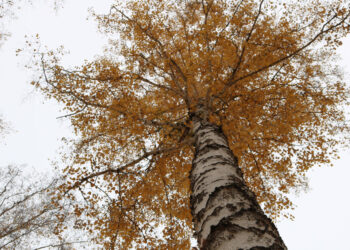 В Сосновский район спешат холода