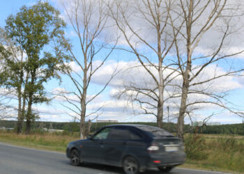 Автолюбители Сосновского района побаиваются высохших тополей