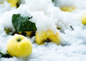 Семь дней ненастья в Сосновском районе