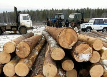 Лесорубы-нелегалы попали на крупный штраф