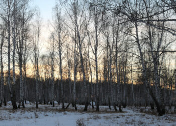 В Сосновском районе декабрь начнется с  ночных морозов