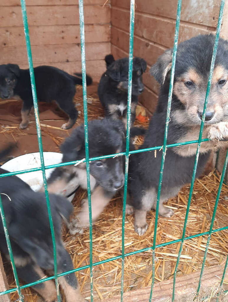 Сотрудники детского сада привезли корма в приют для животных в Саргазах