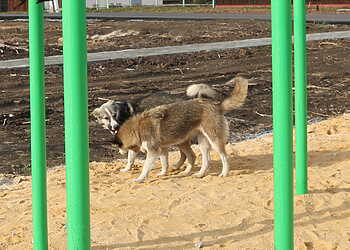 В Долгодеревенском объявили карантин по бешенству