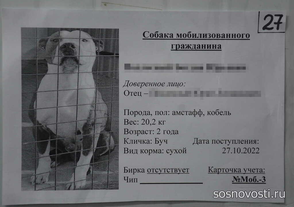 Триста собак и два кота: как работает самый большой приют Челябинской области
