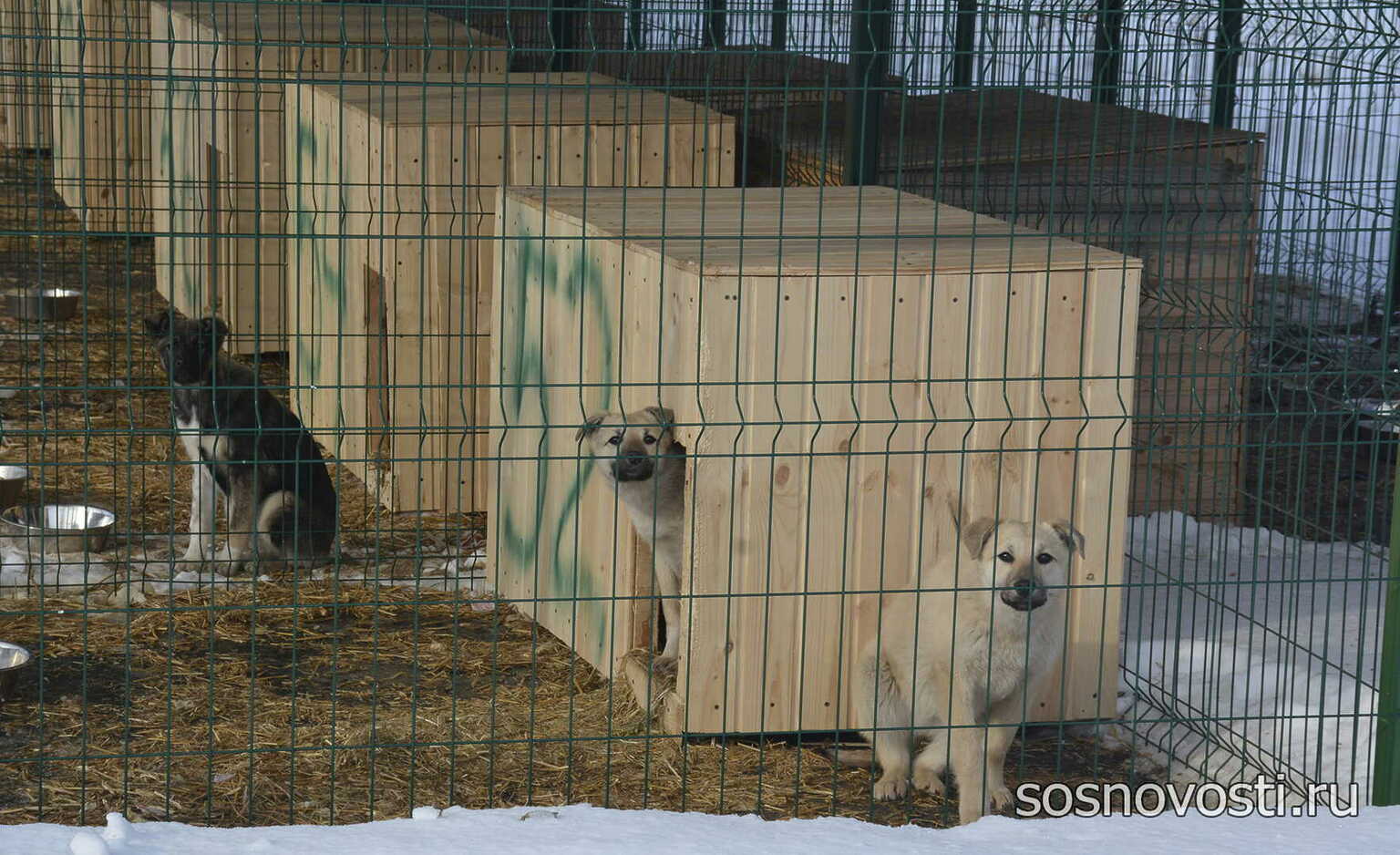 приют собак в екатеринбурге с фото