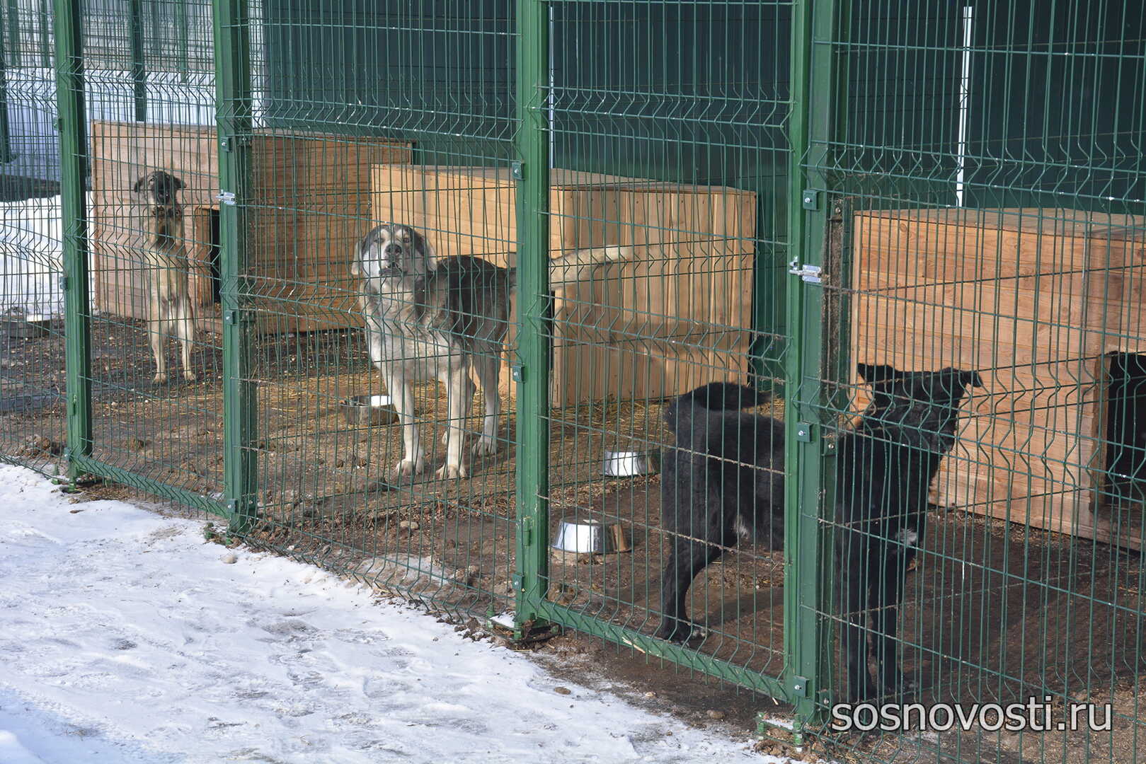 Приют большой. Приют для собак. Собачий приют. Вольеры для животных кошек и собак. Щенки в Челябинске приют.