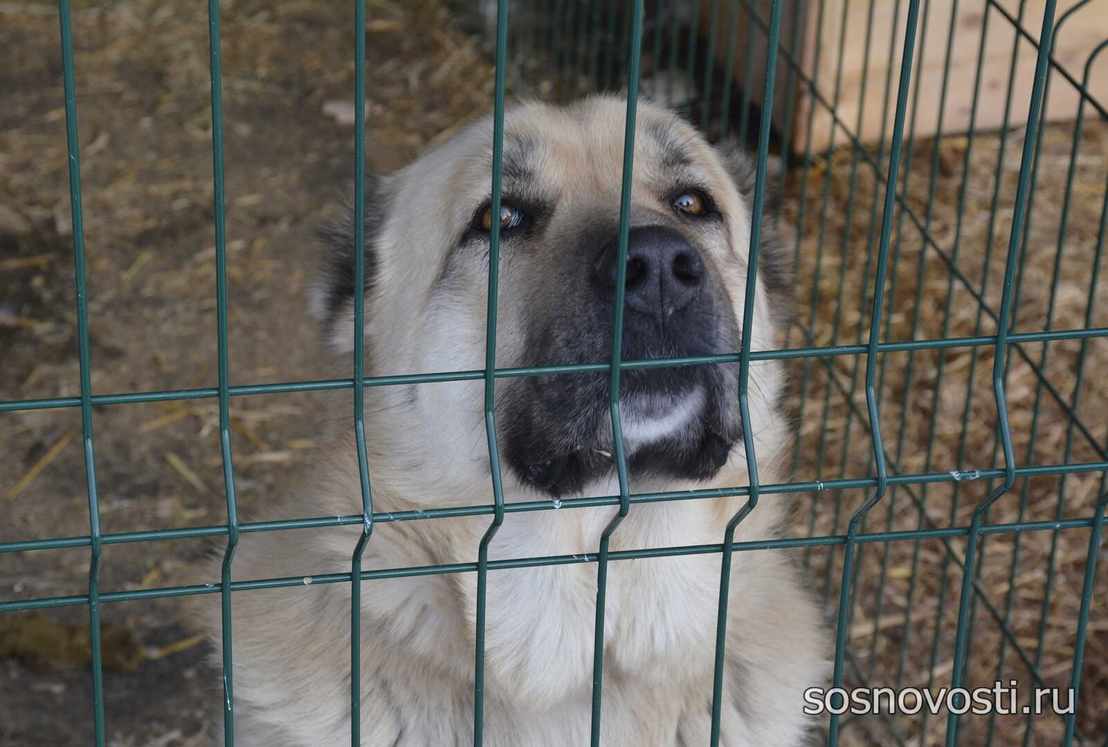 Триста собак и два кота: как работает самый большой приют Челябинской  области - Сосновская Нива