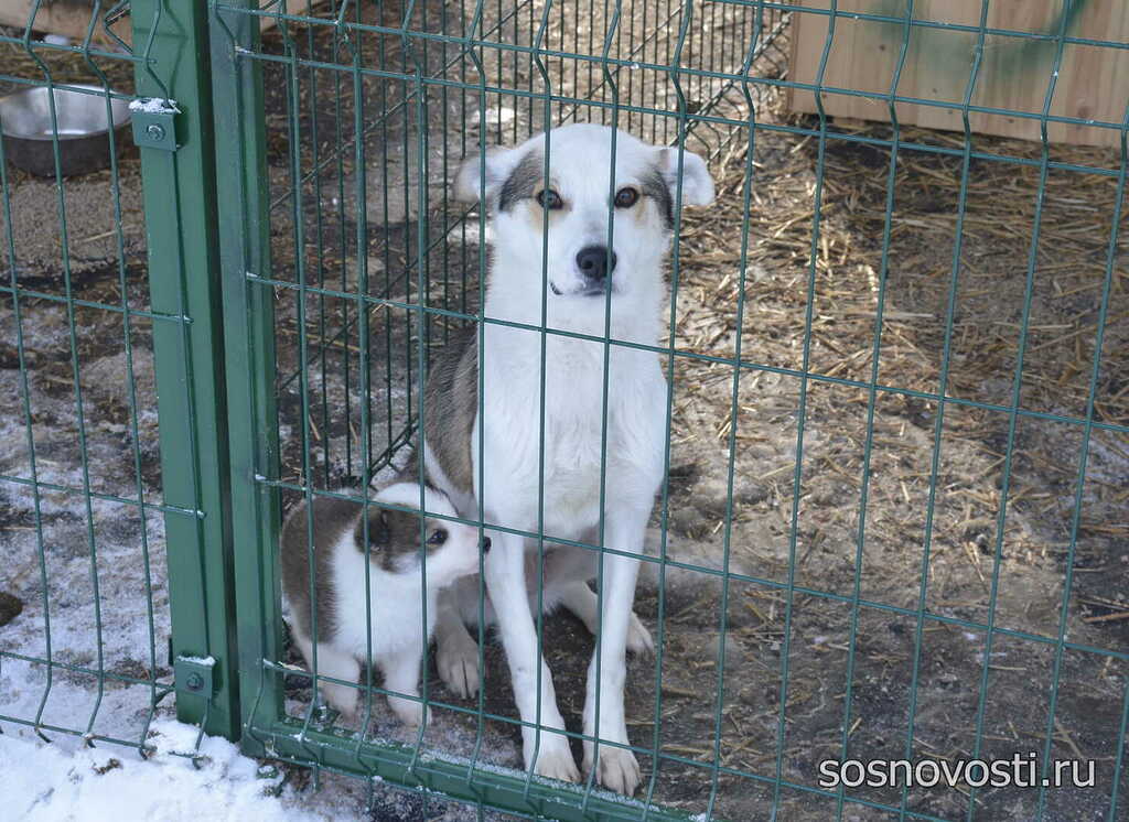 Триста собак и два кота: как работает самый большой приют Челябинской области