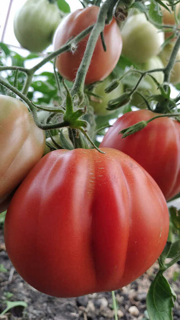 Рассада томатов: садовод из Сосновского района делится секретами