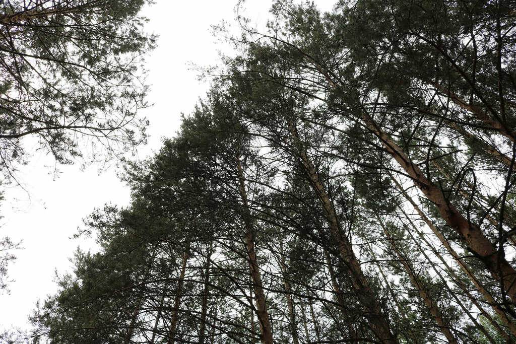 В Сосновском районе безопасность лесов контролируют по видеокамерам
