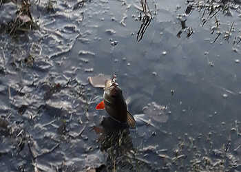 На водоемах Южного Урала вводится нерестовый запрет