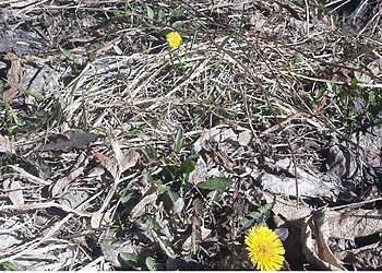 Есть мнение – зима собирается вернуться