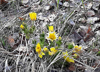 В Сосновском районе наступило очень раннее лето