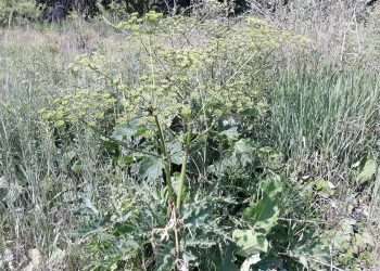 Нашествие борщевика Сосновского на Челябинск