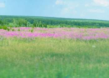 После персидской жары в Сосновский район придут дожди