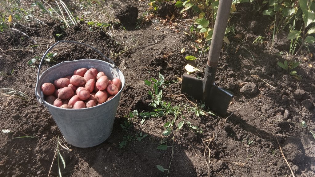 Почему картофель не цветет: садоводы переживают за урожай