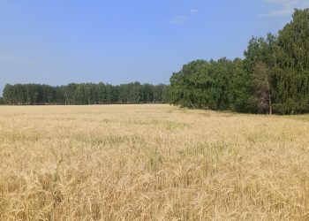 От озимых – к яровым: на сосновских полях продолжается уборка урожая