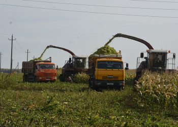 На полях Племзавода идет уборка силосных культур