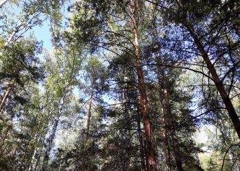 В Сосновском районе продолжается золотая осень