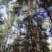 В Сосновском районе продолжается золотая осень