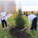 В микрорайоне Белый хутор высадили 40 деревьев