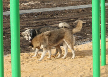 Собаки и кошки в Полянном пойдут на карантин