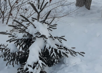 В Сосновском районе Крещенских морозов не прогнозируется