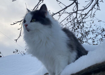 Погода порадует жителей Сосновского района своей стабильностью