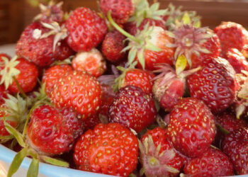 Садоводы Сосновского района  лидируют в сборах «сладкого» урожая