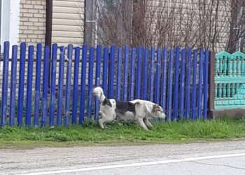 Вирус бешенства обнаружен у животных в Долгодеревенском