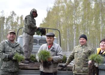 Сеянцы сосен, елей и кедров привезли в Сосновский район