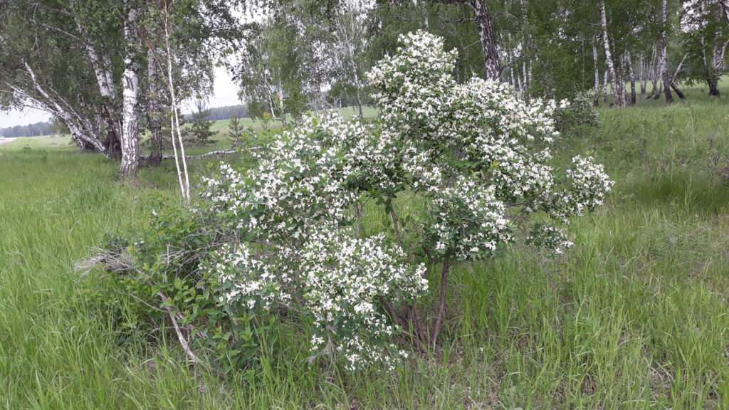В Челябинской области наступает благоприятная садово-огородная неделя