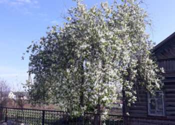 В Челябинской области наступает благоприятная садово-огородная неделя