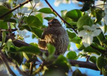 В праздничные дни на Южном Урале будет прохладно