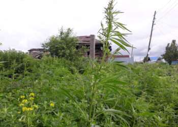 В Сосновском районе мак и конопля приговорены к выкашиванию